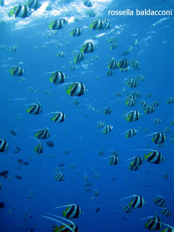Maldive (atolli di Male Nord e Male Sud)